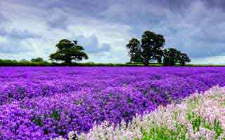 国家开放大学学习网国开电大i国开网上形考作业中外政治思想史形考任务一二三网上作业答案