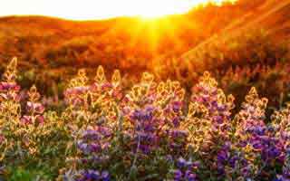 国家开放大学学习网国开电大i国开网上形考作业中外政治思想史形考任务一二三网上作业答案